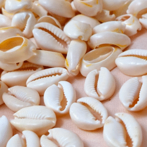 صدف گوش ماهی